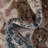Parrado Rug-61862897