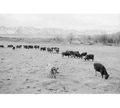 Reproduction de photo bovine en south farm par ansel adams