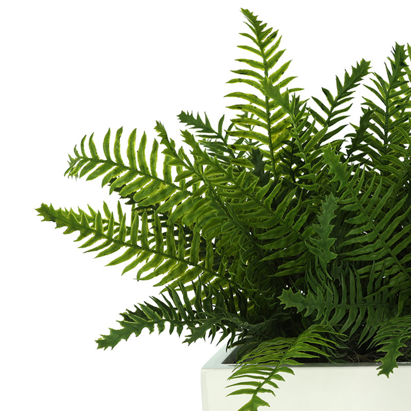 Outdoor UV Rated Ferns Arranged in Fiberstone Planter, 16" H x 27" W, White
