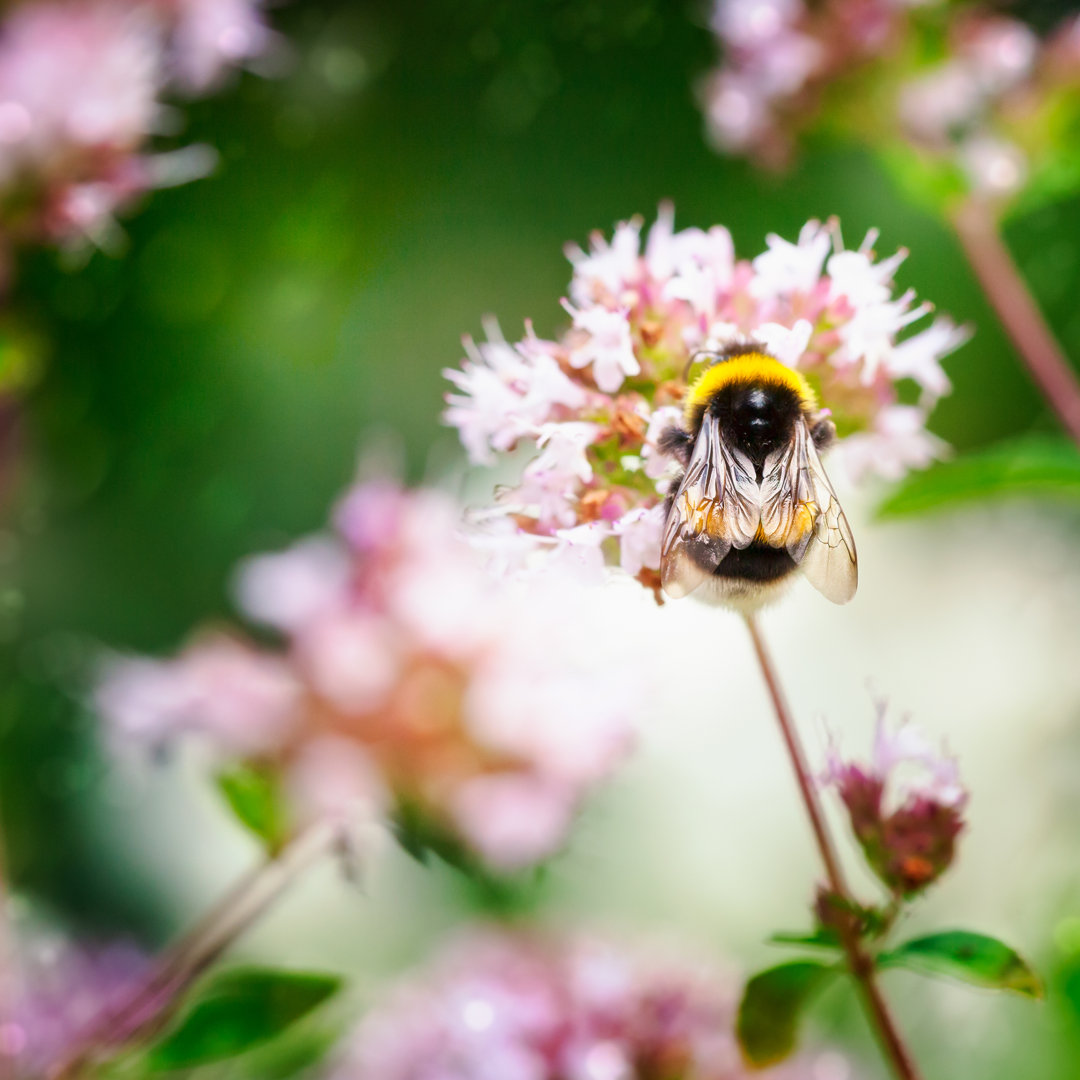 Hummel von Firina - Druck