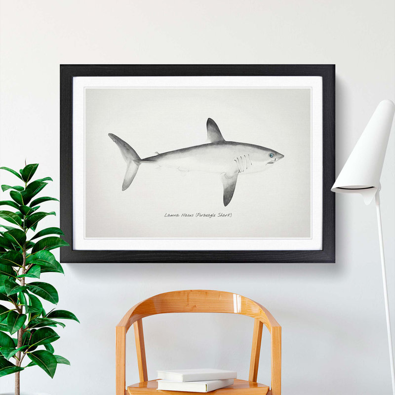 Illustration of a Porbeagle Shark by F.E. Clarke - Picture Frame Painting Print, 27cm H x 36cm W x 2cm D, Black Framed
