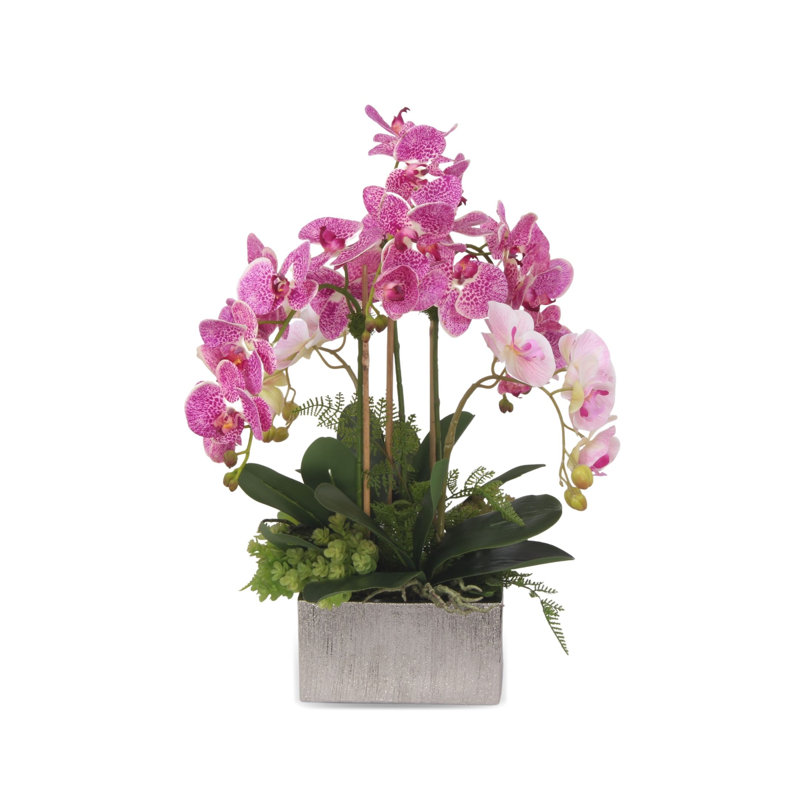 Orchid in Pot