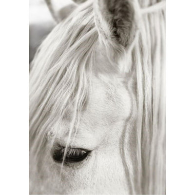 Focusing On White Horse II Print by Mari Urasawa