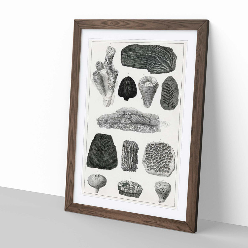 Collection of Fossils by Oliver Goldsmith - Picture Frame Drawing Print on MDF, Walnut Framed, 65cm H x 48cm W x 2cm D