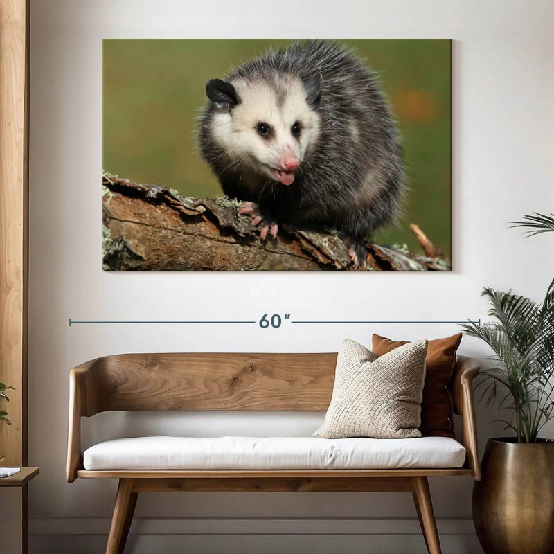 Brampt Angry Opossum, 34" H x 51" W