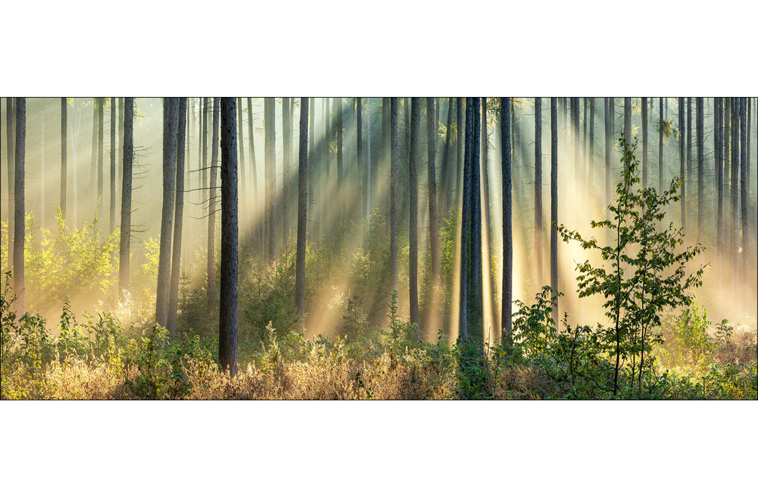 Light-Flooded Forest I GLA2565 – Rahmenloses Foto auf Glas