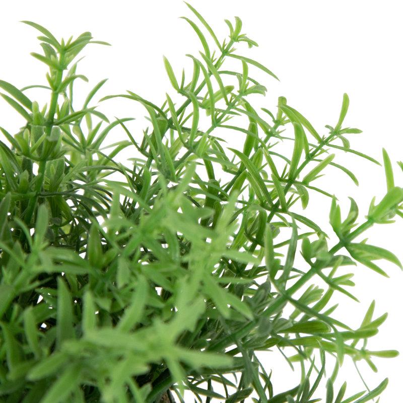 8 plantes