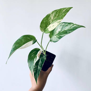 4 Epipremnum pinnatum albo (variegated) – Canopy Plant Co.