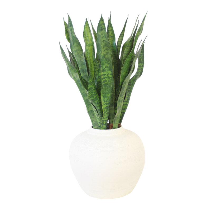 Jardinière en grès blanc Sanserveria