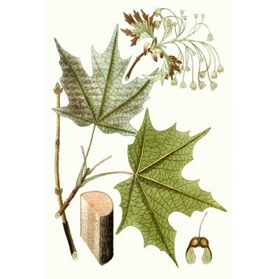 Feuilles d'érable III