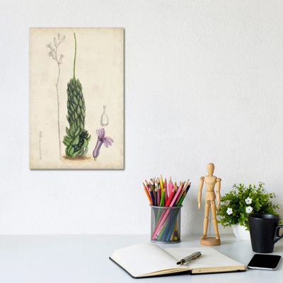 Antique Cactus IV by Curtis - Wrapped Canvas Print