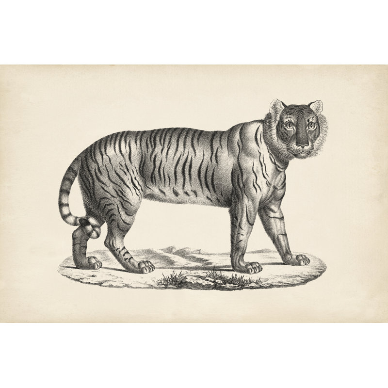 Brodtmann Female Tiger - Painting, Wrapped Canvas, 30 cm H x 46 cm W