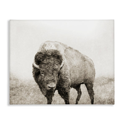 Bison Distressed Portrait  Canvas Wall Art by Dan Meneely