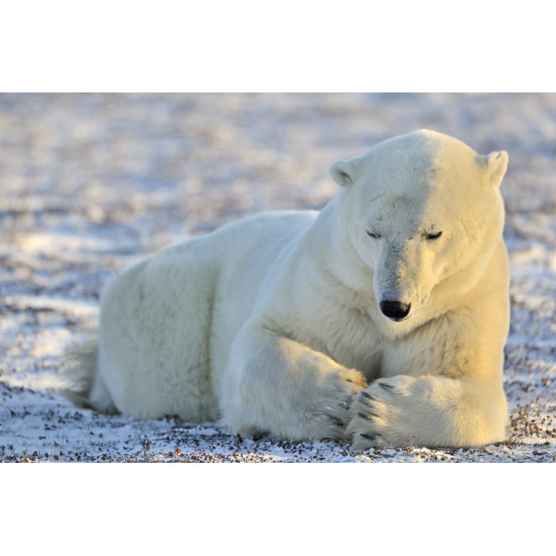 Polar Bear - Wrapped Canvas Print, 30cm H x 46cm W