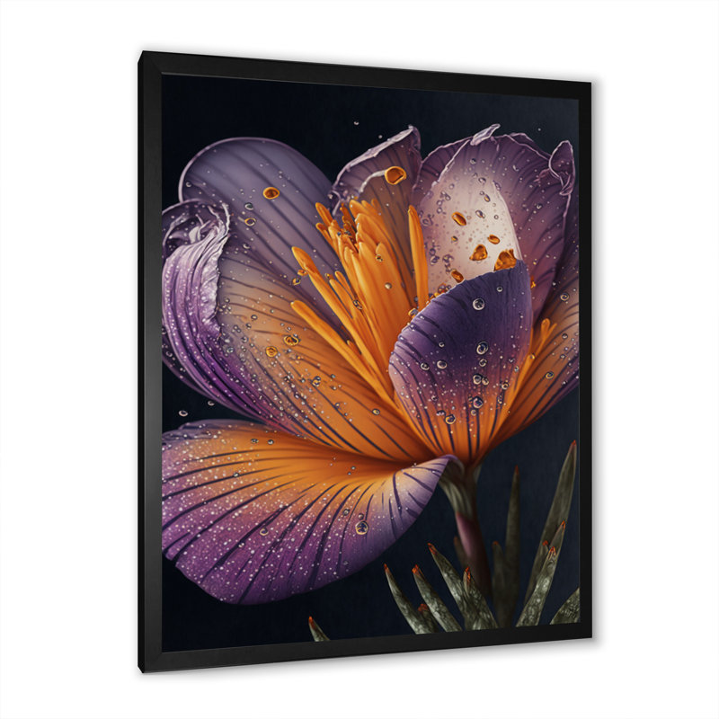 Blooming Crocus II - photographie sur toile, Impression noire sur toile encadrée, H 20 po x l 12 po x P 1 po