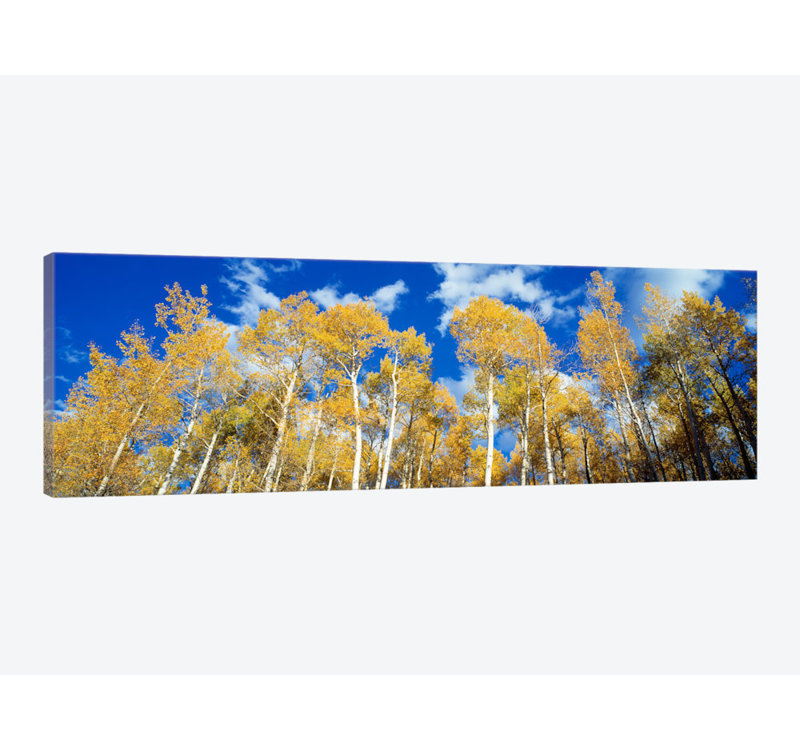 «Low-Angle View of Aspen Trees, Uncompahgre Nationa Forest, Colorado, USA», reproduction de photo sur toile, Toile tendue