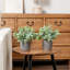 2 - Piece Artificial Plant Set