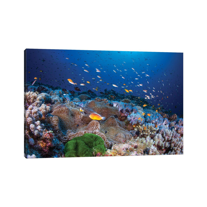Anemon AndAnthias by Barathieu Gabriel - Wrapped Canvas Print, 20.32 cm H x 30.48 cm W