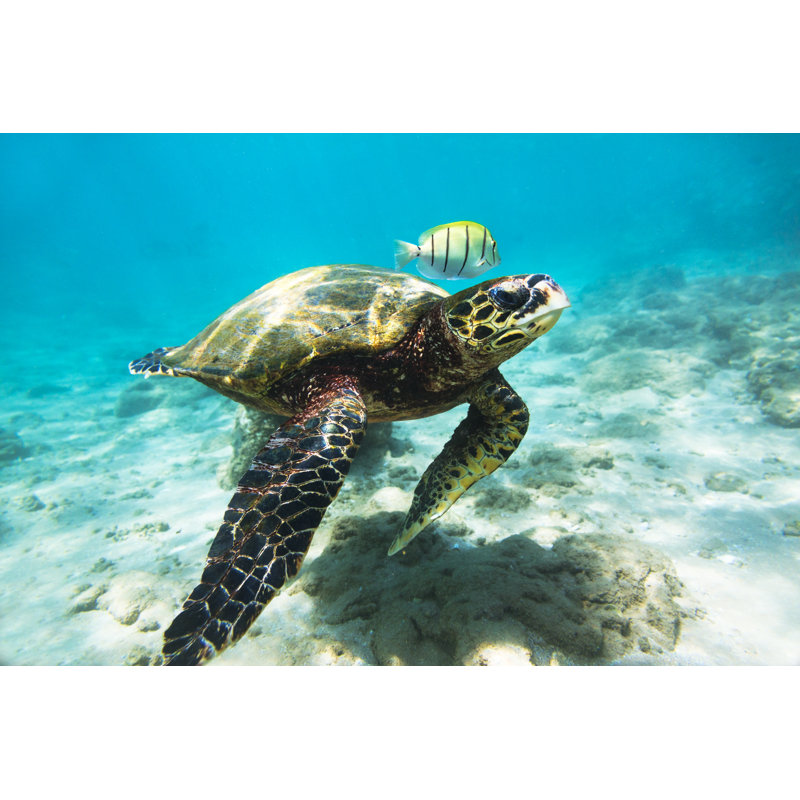 La tortue imbriquée par Danilov, H 8 po x l 12 po