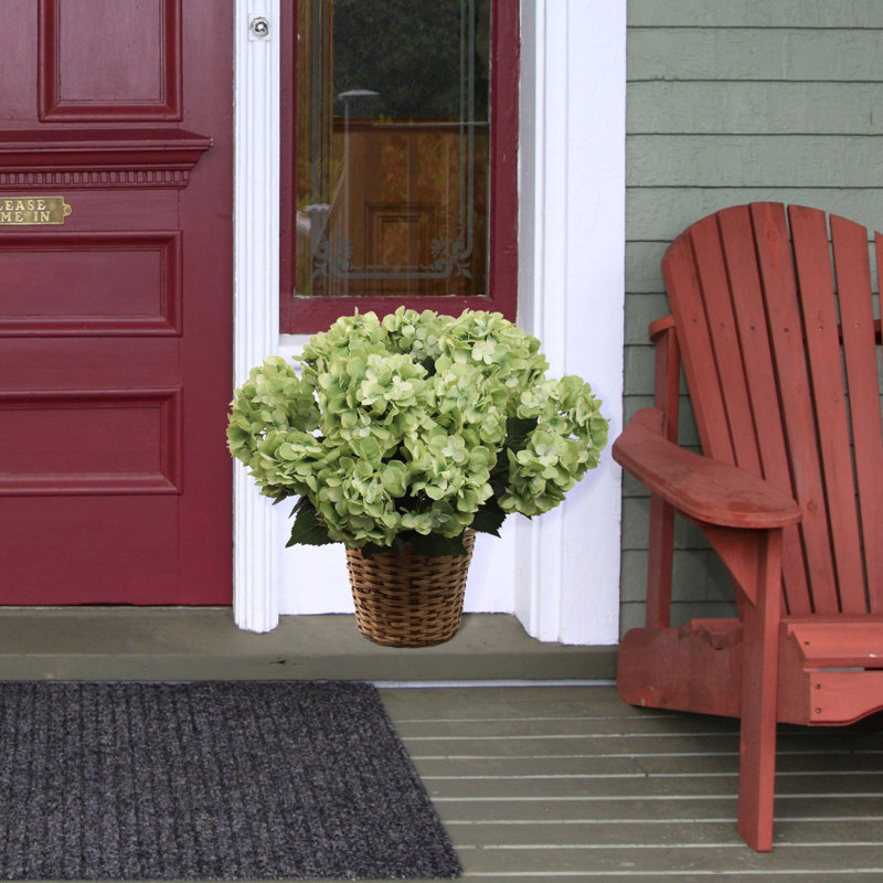 Hortensia, Vert