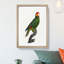 Red-Lored Amazon Parrot by F. Levaillant - Picture Frame Painting Print-55598463-55598465