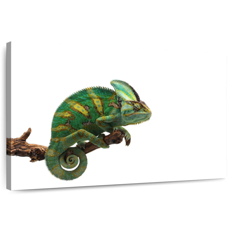 Caméléon à voile vert, H 8 po x l 12 po