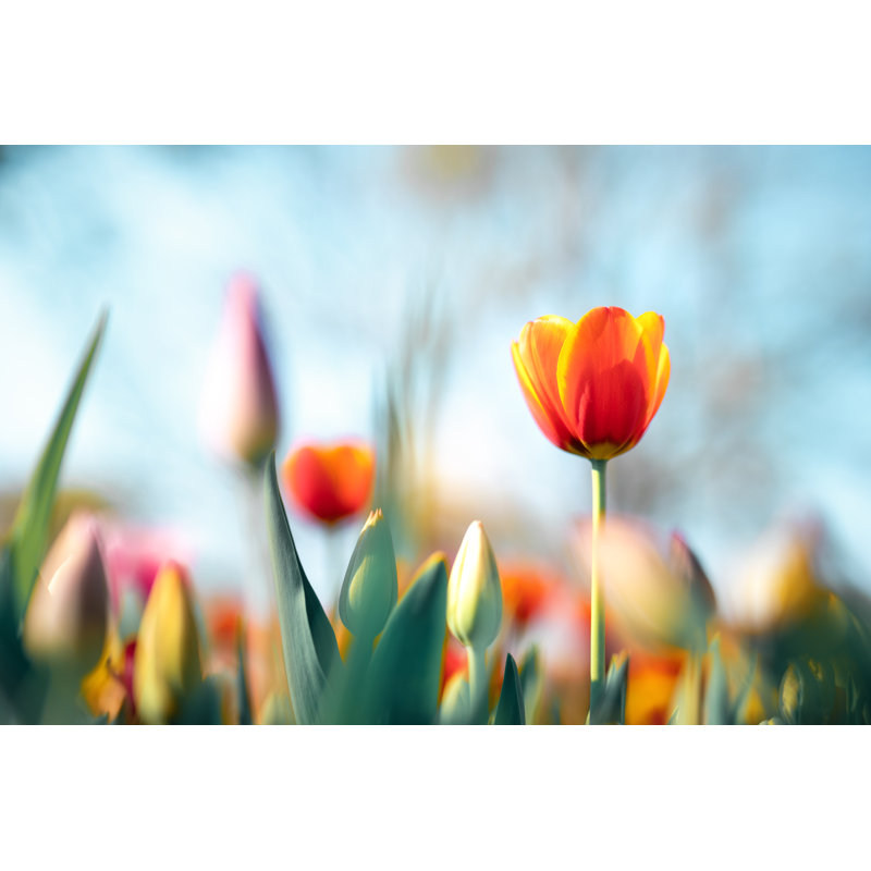 Colourful Tulips - Print on Canvas, 81cm H x 122cm W, Wrapped Canvas