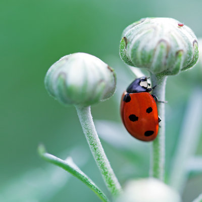 Amnicon " Ladybug " by Avrorra
