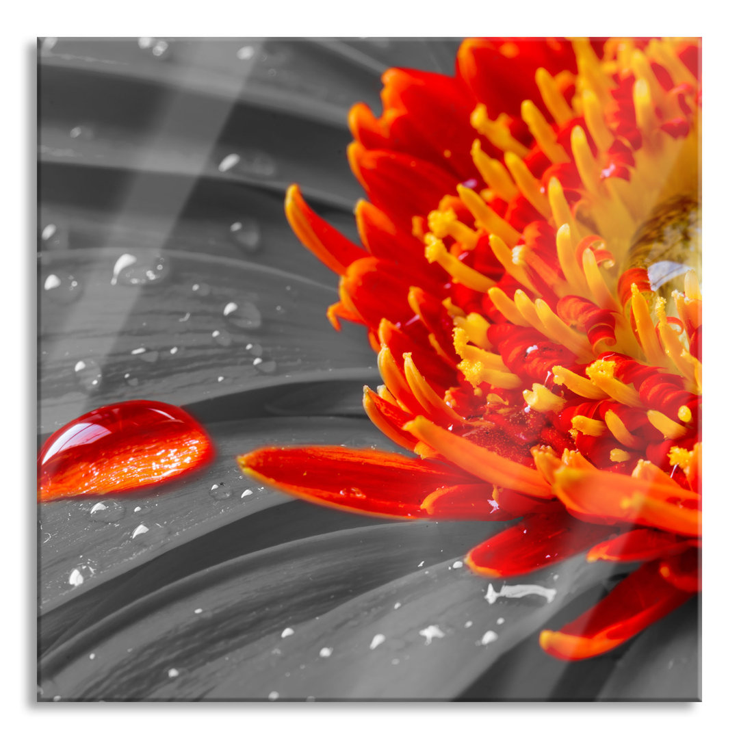 Glasbild Wassertropfen auf einer Gerbera