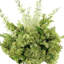 Hydrangea Floral Arrangement in Vase