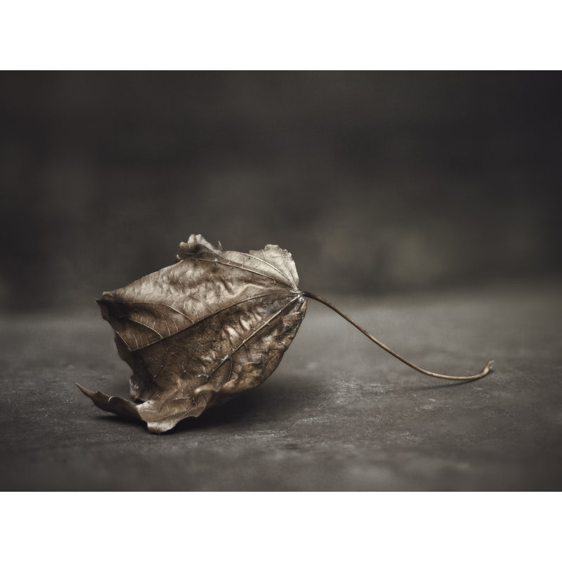 Fallen Leaf Print by Scott Norris, 24" H x 32" W, Wrapped Canvas