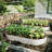 Raised Garden Bed Kit, Galvanized Planter Raised Garden Beds For Outdoor For Vegetables,Flowers &Herbs, Heavy Duty, Rust-Resistant, Easy Assembly-799471359