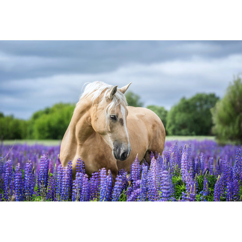 Portrait Of A Horse - Wrapped Canvas Print, 30cm H x 46cm W x 3.8cm D