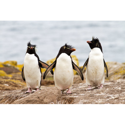 " Rockhopper Penguins Walking " by Frizi