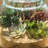 5'' Faux Succulent Grass