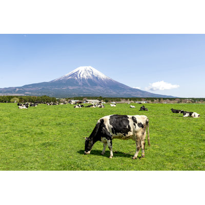 Orrstown Cows At Asagiri Highland - Wrapped Canvas Print