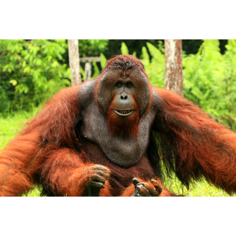 Closeup Of Pygmaeus by JapanNature - Wrapped Canvas Print