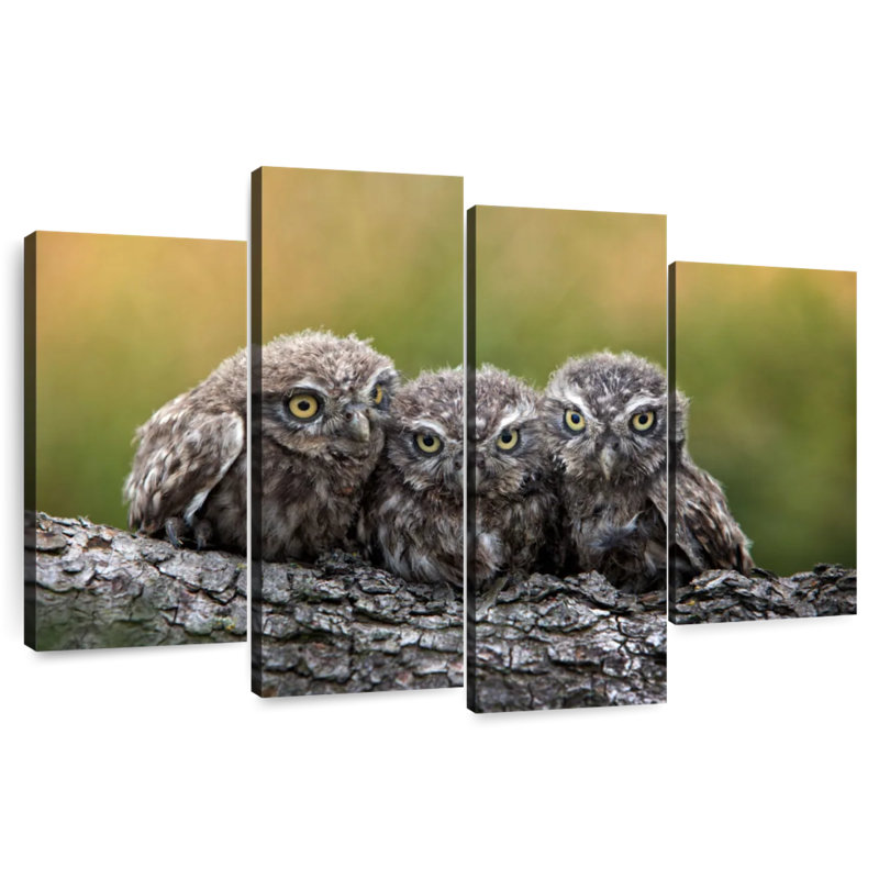 Aadvi Snuggling Young Owls
