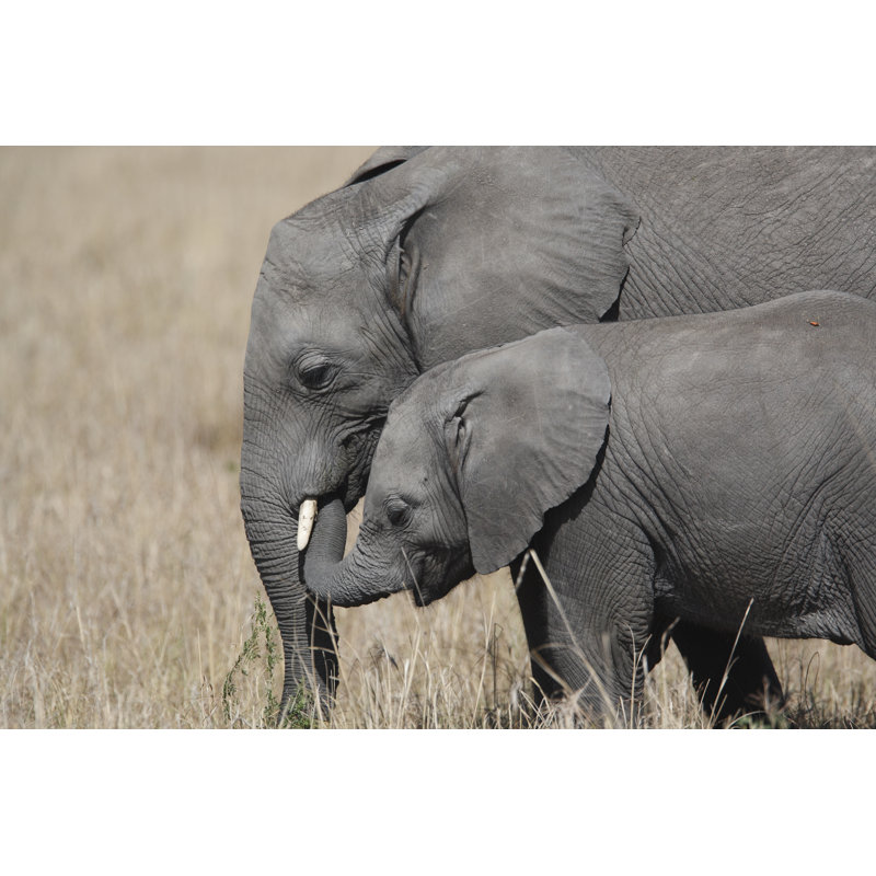 Elephants - Wrapped Canvas Print, 81cm H x 122cm W x 3.8cm D