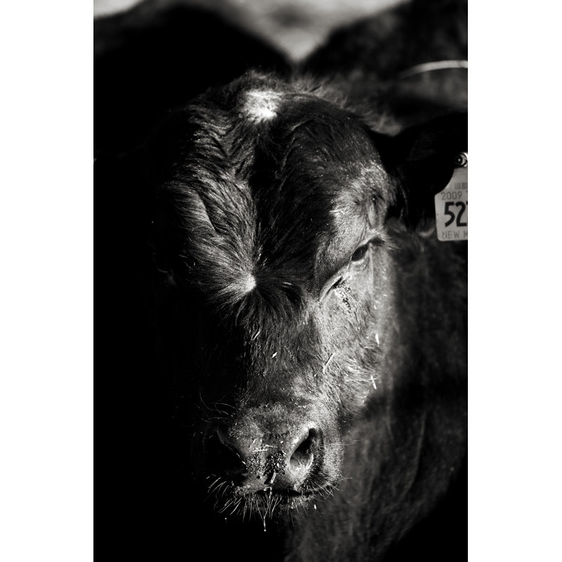 Angus Bull par Eyecrave Productions, H 48 po x l 32 po