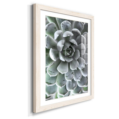 Zen Succulent III - reproduction de photo sur papier encadrée