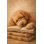 Doodle Dog Napping on Book Stack in Beige by Linda