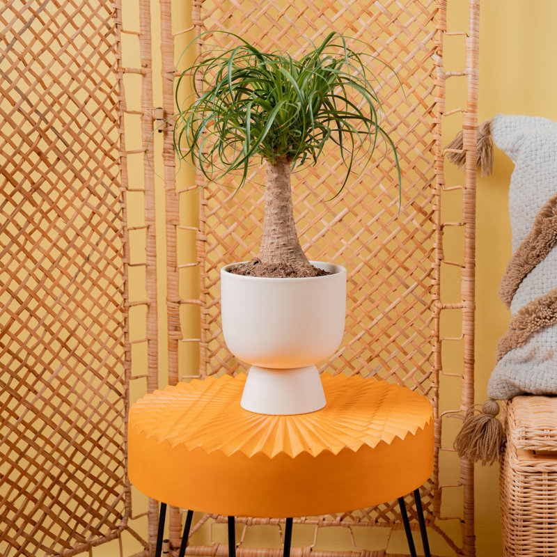 Costa Farms Indoor Ponytail Palm House Plant in 6-inch Décor Pot with Stand