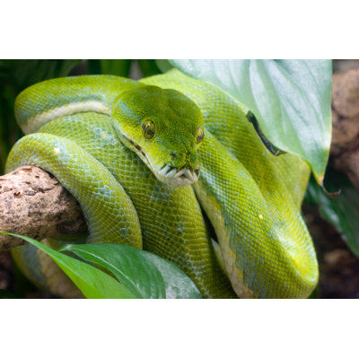 " Bright Green Python " by Sgc