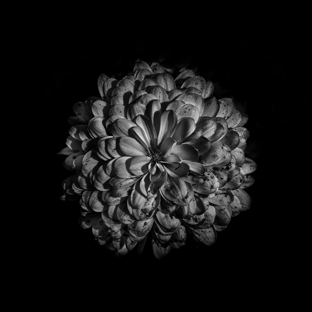 Leinwandbild Black and White Zinnia III von Brian Carson