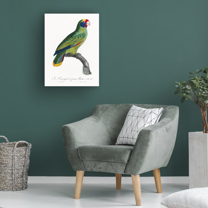 Bolog " Levaillant Parrot IX " on, 19" H x 14" W