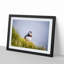 Lone Atlantic Puffin - Picture Frame Painting Print-55580809-55580814