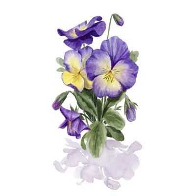 Viola Pansies II - Painting