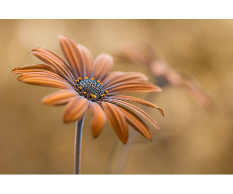 Wrapped Canvas Print, 50.8 cm H x 76.2 cm W
