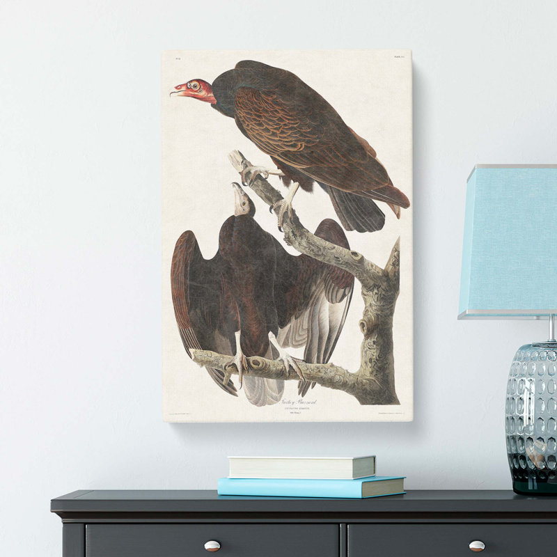 Turkey Buzzard by John James Audubon - Wrapped Canvas, 50cm H x 35cm W x 3cm D